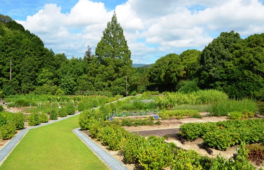 photo：Takeda Pharmaceutical Company Limited Takeda Garden for Medicinal Plant Conservation, Kyoto